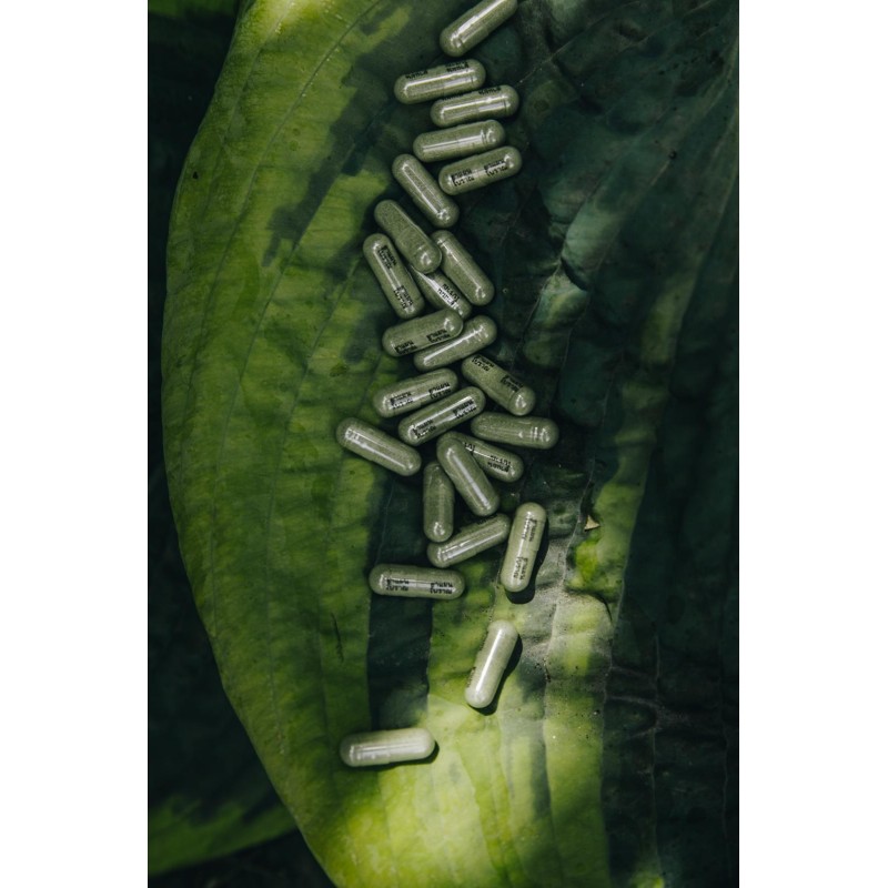 MUNworld - A. paniculata - 15x silnější než ostropestřec