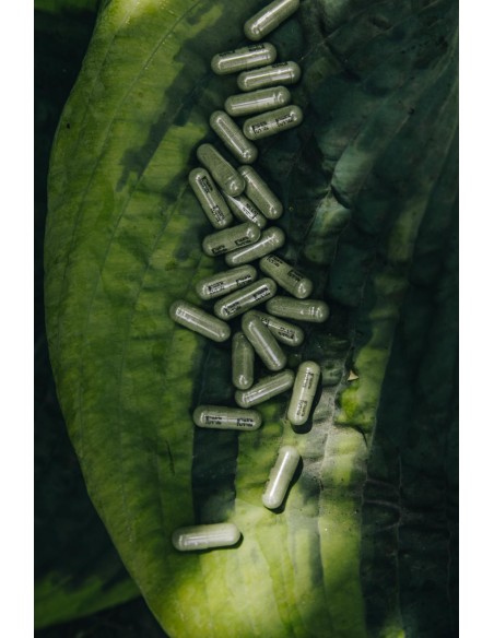 MUNworld - A. paniculata - 15x silnější než ostropestřec