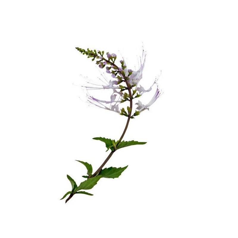 URINworld - měsíční kúra - 2 (+1...